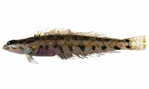 Doublespot grubfish - Bailla machh (বাইলা মাছ) - Parapercis diplospilus - Type: Bonyfish