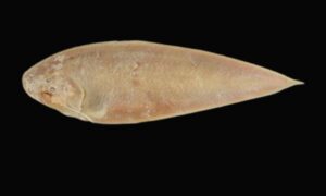 Bloch's tonguesole - Not known - Paraplagusia blochi - Type: Bonyfish