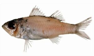 Sharptooth seabass - Donti shamuk mach (দন্তি শামুক মাছ) - Parascombrops philippinensis - Type: Bonyfish