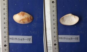 Undulate venus - Kan chilon (কান ছিলন) - Paratapes undulatus - Type: Bivalve