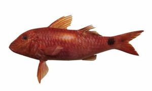 Indian goatfish - Tota bata (তোতা বাটা) - Parupeneus indicus - Type: Bonyfish