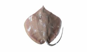 Bleeker's whipray - kala shapla pata (কালা শাপলা পাতা), Haush (হাউশ) - Pateobatis uarnacoides - Type: Ray