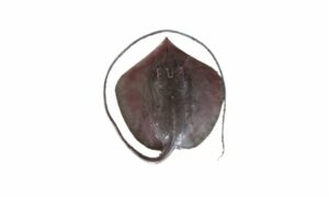 Bleeker's whipray - Ranga shapla pata (রাঙ্গা শাপলা পাতা), Haush pata (হাউশ পাতা) - Pateobatis bleekeri - Type: Ray