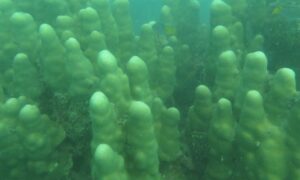 Shoulderblade coral - Not Known. - Pavona clavus - Type: Hardcorals