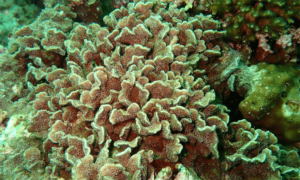 Cactus coral - Not Known. - Pavona decussata - Type: Hardcorals
