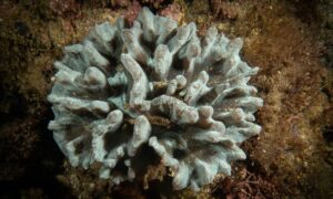 Plate coral - Not Known. - Pectinia paeonia - Type: Hardcorals