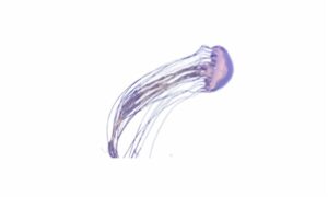 Purple jellyfish - Jellyfish (জেলিফিশ) - Pelagia panopyra - Type: Jellyfish