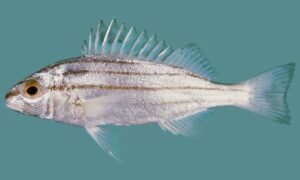Fourlined Terapon, Four-barred Grunt, Trumpeter Fish, Tigerfish Croaker - Barguni (বরগুনি) - Pelates quadrilineatus - Type: Bonyfish