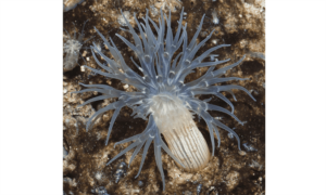 Sea Anemone - Not Known. - Pelocoetes exul - Type: Sea_annemone