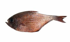 Malabar sweeper - Dhangor macch (ধাঙ্গর মাছ) - Pempheris malabarica - Type: Bonyfish