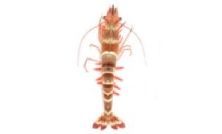 Indian white prawn - Not Known - Penaeus indicus - Type: Zooplankton
