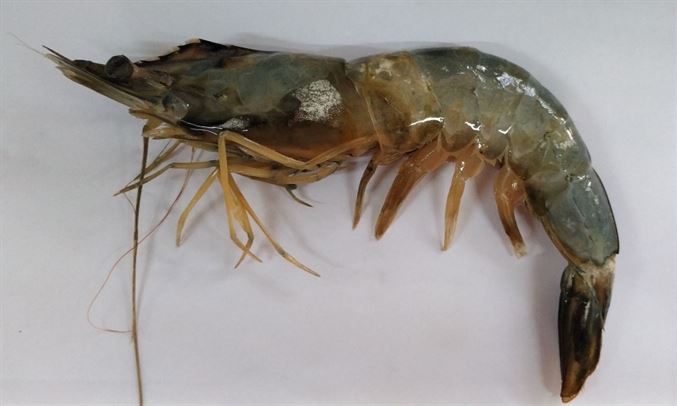 Banana prawn - Not Known - Penaeus merguiensis - Type: Zooplankton