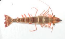 Asian tiger shrimp - Not Known - Penaeus monodon - Type: Zooplankton