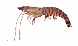 Kuruma prawn, Japanese King Prawn - Dora kata chingri (ডোরাকাটা চিংড়ি), Japani chingri ( জাপানি চিংড়ি), Bagda (বাগদা), Baghatara chingri (বাঘাতারা চিংড়ি) - Penaeus japonicus - Type: Shrimp
