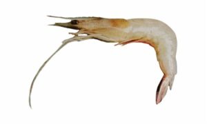Banana shrimp/ White prawn - Kola chingri (কোলা চিংড়ি), Bagha chama (বাঘা ছামা), Bara Chingri (বারা চিংড়ি), Chama Chingri (ছামা চিংড়ি) - Penaeus merguiensis - Type: Shrimp