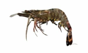 Indian white shrimp, Green Tiger Shrimp, Bamboo Node Prawn or Groove Tiger - Chapda chingri (চাপদা চিংড়ি), Sada icha (সাদা ইচা), Baghatara chingri (বাঘাতারা চিংড়ি) - Penaeus semisulcatus - Type: Shrimp