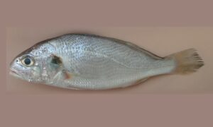Silver croaker - Rupali Poa (রুপালী পোয়া) - Pennahia argentata - Type: Bonyfish