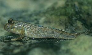 Atlantic mudskipper, mudskipper - Bocha benda (বোচা বেন্দা), Chiring (চিড়িং), Cheowa bele (চেউয়া বেলে) - Periophthalmus barbarus - Type: Bonyfish