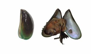 Green mussel - Sobuj Jhinuk (সবুজ ঝিনুক) - Perna viridis - Type: Bivalve