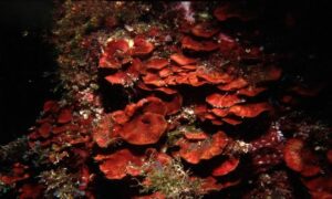 Not Known - Not Known - Peyssonnelia squamaria - Type: Seaweeds