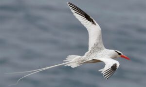 Red-billed Tropicbird - Not Known - Phaethon aethereus - Type: Marine_birds