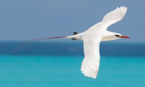 Red-tailed Tropicbird - Not Known - Phaethon rubricauda - Type: Marine_birds