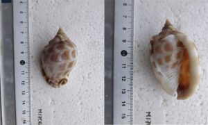 Checkerboard bonnet, Helmet shell, Draught board helmet, Variced helmet - Hatirmatha shamuk (হাতিরমাথা শামুক) - Phalium areola - Type: Sea_snails