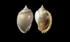Grey bonnet - Hatir kan (হাতির কান) - Phalium glaucum - Type: Sea_snails