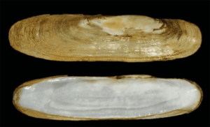 Javanese razor clam - Chekon chilon (চিকন ছিলন) - Pharella javanica - Type: Bivalve