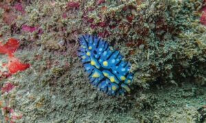 Not Known. - Sea Slug (সী স্ল্যাগ) - Phyllidia marindica - Type: Nudibranch