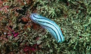 Not Known - Sea Slug (সী স্ল্যাগ) - Phyllidiella phiphiensis - Type: Nudibranch