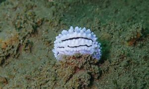 Not Known - Sea Slug (সী স্ল্যাগ) - Phyllidiella rudmani - Type: Nudibranch