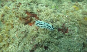 Ceylon nudibranch - Sea Slug (সী স্ল্যাগ) - Phyllidiella zeylanica - Type: Nudibranch