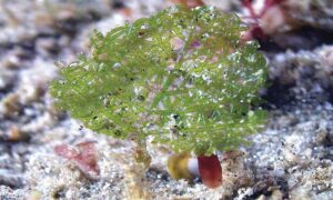 Not Known - Not Known - Phyllodictyon anastomosans - Type: Seaweeds