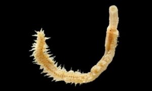 Clamworm - Somudra Bicha (সমুদ্র বিছা), Somudra Changa (সমুদ্র ছ্যাংগা) - Phyllodoce schmardaei - Type: Fireworms