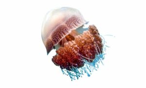 White spotted jellyfish - Jellyfish (জেলিফিশ) - Phyllorhiza punctata - Type: Jellyfish