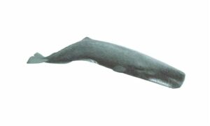 Sperm whale - Sukranu Timi (শুক্রানু তিমি) - Physeter macrocephalus - Type: Whales