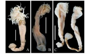 Sea Anemone - Not Known. - Phytocoetes gangeticus - Type: Sea_annemone