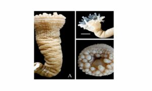 Sea Anemone - Not Known. - Phytocoetes ramunnii - Type: Sea_annemone
