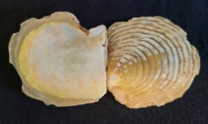 Mazatlan pearl oyster - Tailla chilon (তৈল্লা ছিলন) - Pinctada mazatlanica - Type: Bivalve