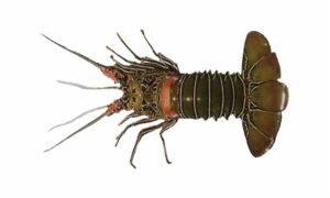 Painted Spiny Lobster, Painted Crayfish or Marine Crayfish - Nilkonthok Lobster (নীলকন্ঠক লোবস্টার) - Panulirus versicolor - Type: Lobster