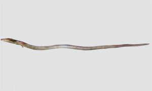 Rice-paddy eel - Kharu (খারু) - Pisodonophis boro - Type: Bonyfish