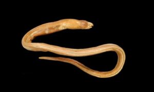 Longfin snake-eel - Pakhna kamila (পাখনা কামিলা), Boro pakhna sap mach (বড় পাখনা সাপ মাছ) - Pisodonophis cancrivorus - Type: Bonyfish