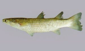 Tade gray mullet - Vangon mach (ভাঙ্গন মাছ), Oisyabata (ওইস্যাবাটা) - Planiliza planiceps - Type: Bonyfish