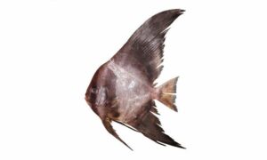 Long Fin Batfish, Tiera Batfish - Kula machh (কুলা মাছ), Tiera machh(তিয়েরা মাছ) - Platax teira - Type: Bonyfish