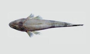 Bartail flathead - Sagor baila (সাগর বাইলা), Mur baila (মুর বাইলা) - Platycephalus indicus - Type: Bonyfish