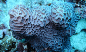 Lesser valley coral - Not Known. - Platygyra acuta - Type: Hardcorals
