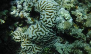Brain coral - Not Known. - Platygyra daedalea - Type: Hardcorals