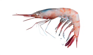 Golden shrimp - Not Known - Plesionika martia - Type: Shrimp