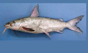 Blacktip sea catfish - Kata machh (কাটা মাছ) - Plicofollis dussumieri - Type: Bonyfish